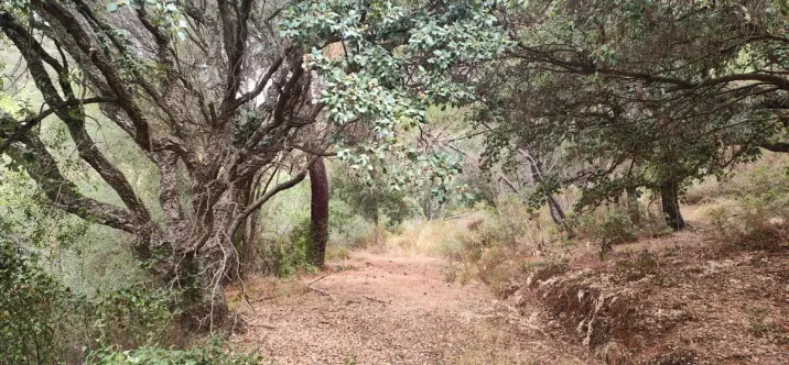 Sale of residential plot in Istán 0