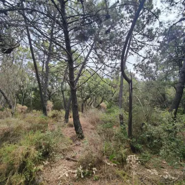 Sale of residential plot in Istán