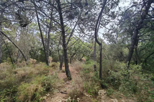 Image 4 thumb