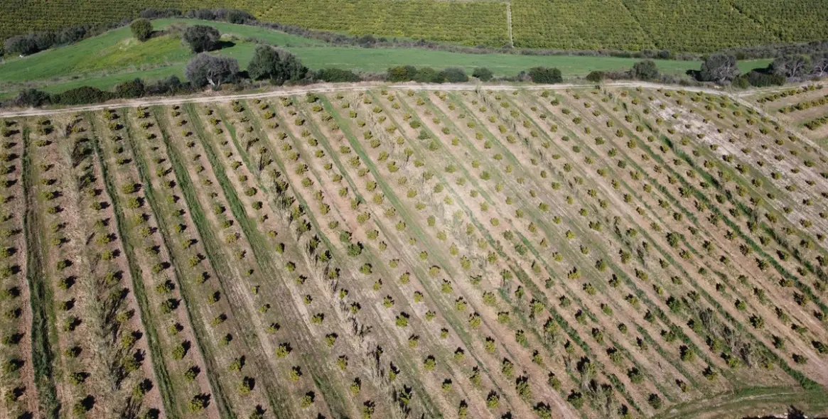 Sale of residential plot in Casares 6