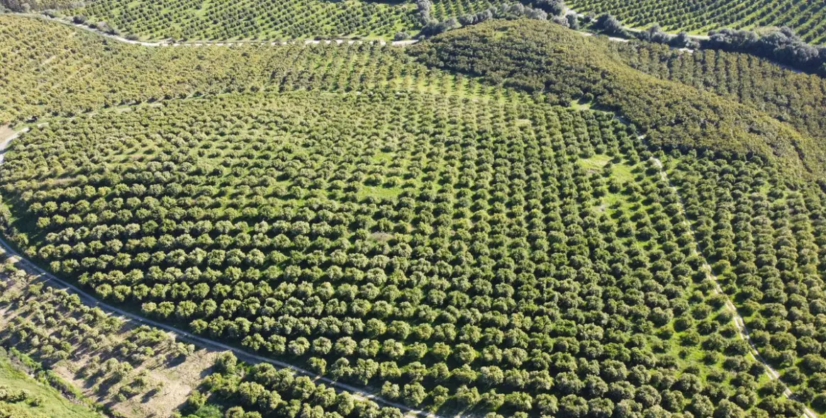 Sale of residential plot in Casares 8