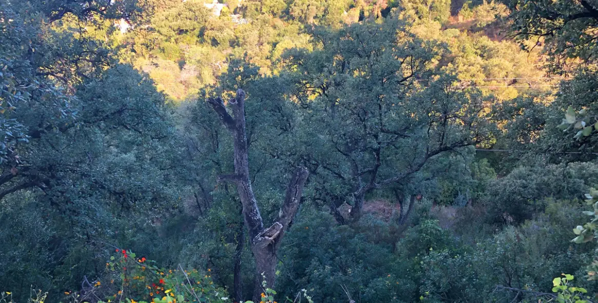 Sale of residential plot in Elviria 8