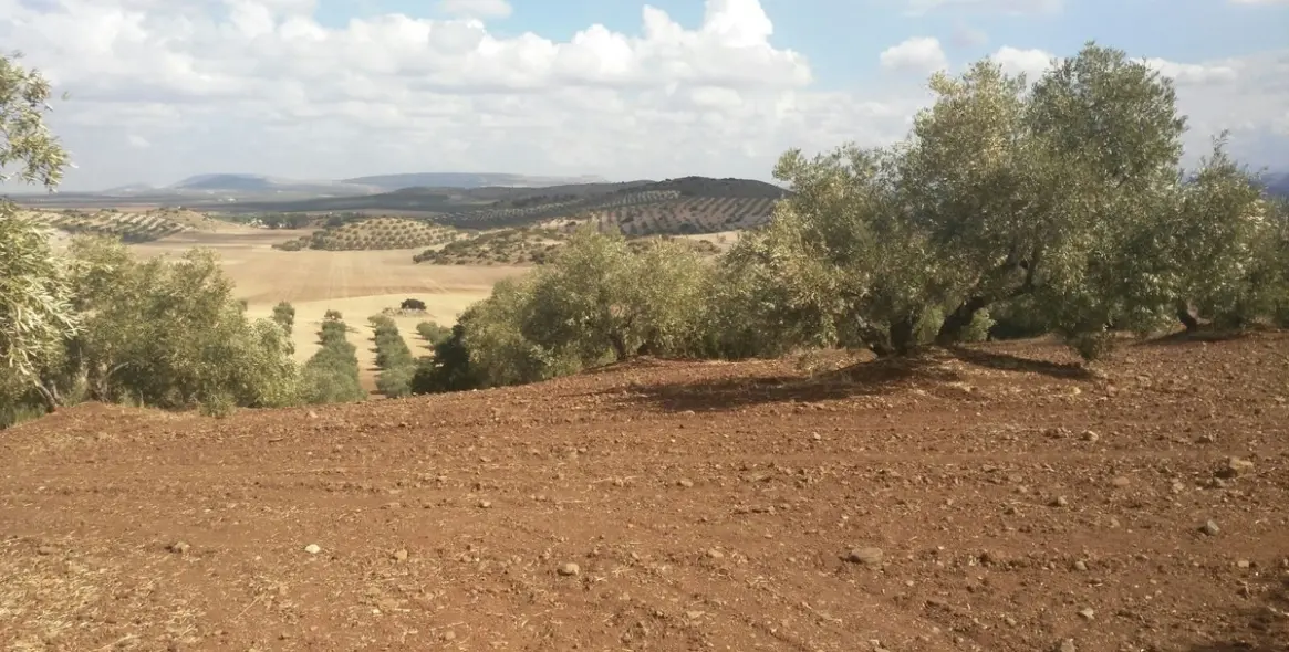 Sale of finca - cortijo in Malaga (district Provincia de Málaga) 6