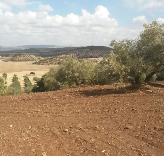 Finca - cortijo R3234529