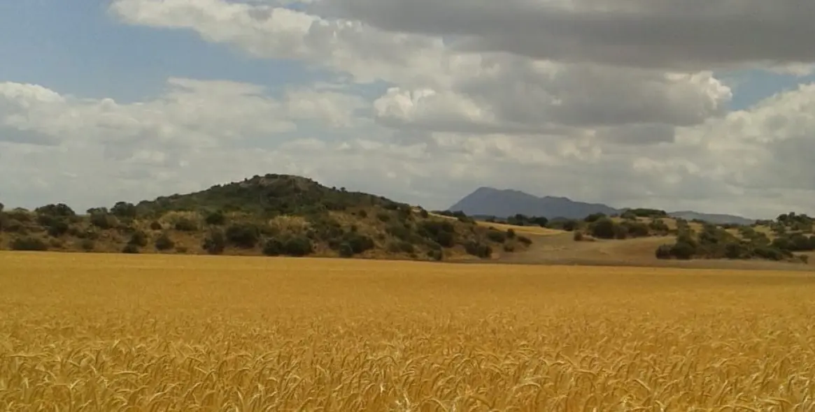 Sale of finca - cortijo in Malaga (district Provincia de Málaga) 9