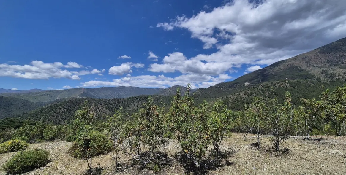 Sale of residential plot in La Zagaleta 4