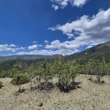 Sale of residential plot in La Zagaleta