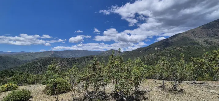 Sale of residential plot in La Zagaleta 3