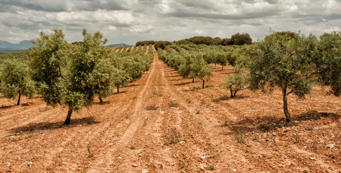 Venta de finca - cortijo en Malaga (distrito Provincia de Málaga) 4
