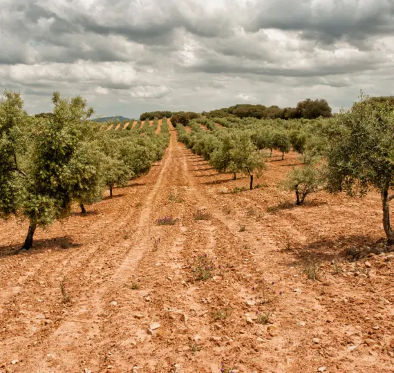 Finca - cortijo R3224398