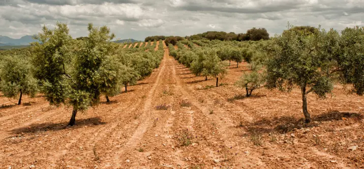 Finca - cortijo R3224398 3