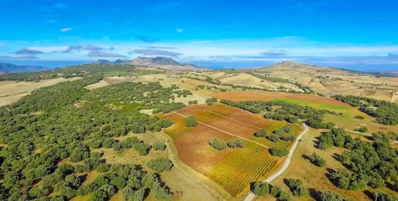 Sale of finca - cortijo in Ronda 11