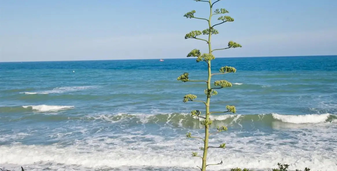 Short-term rent of townhouse in Estepona 24