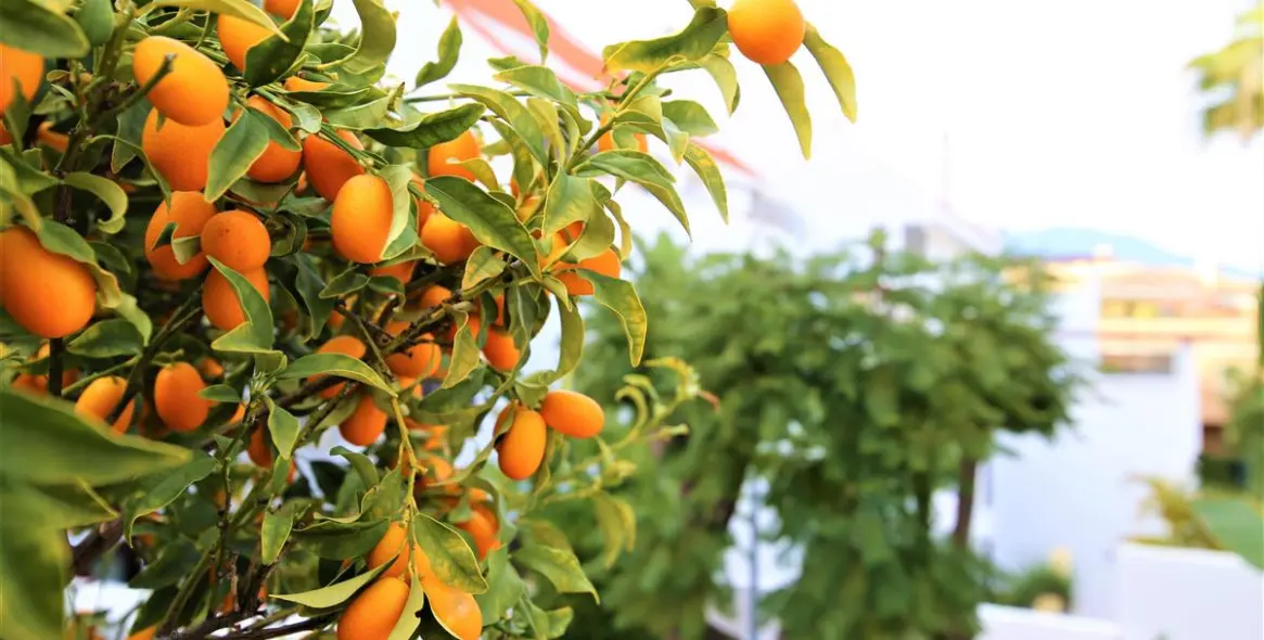 Short-term rent of ground floor apartment in Marbella 17