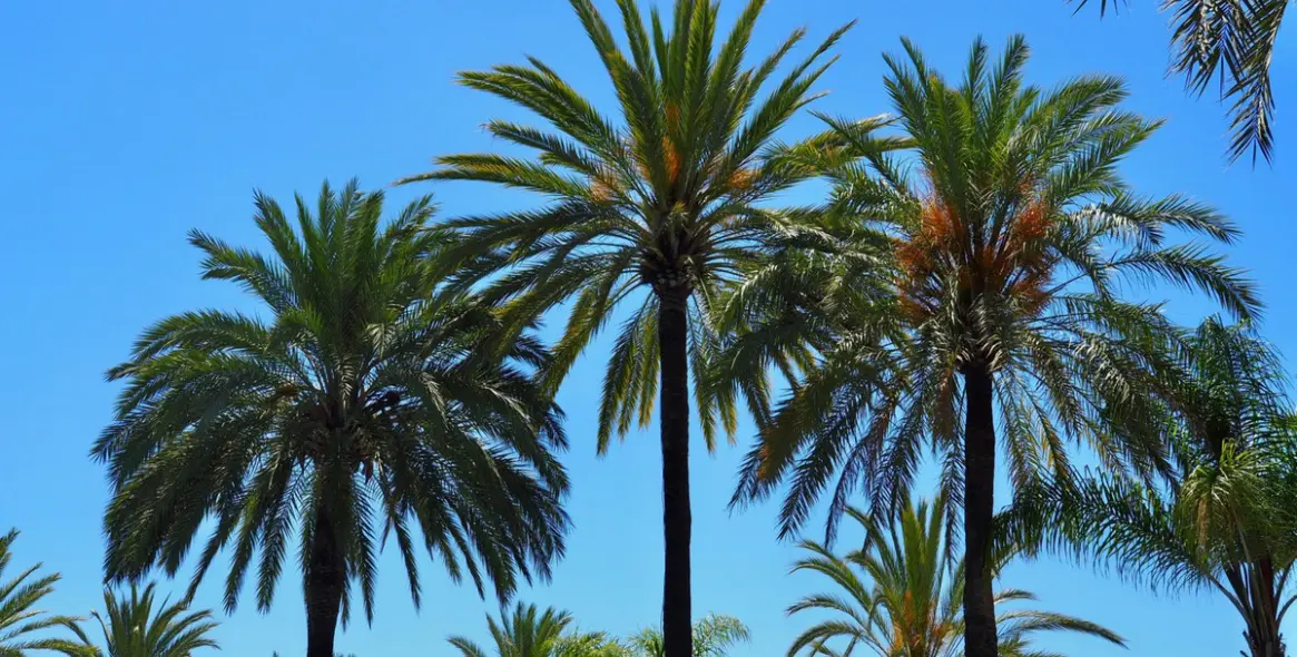 Alquiler a corto plazo de apartamento en planta media en Marbella 22