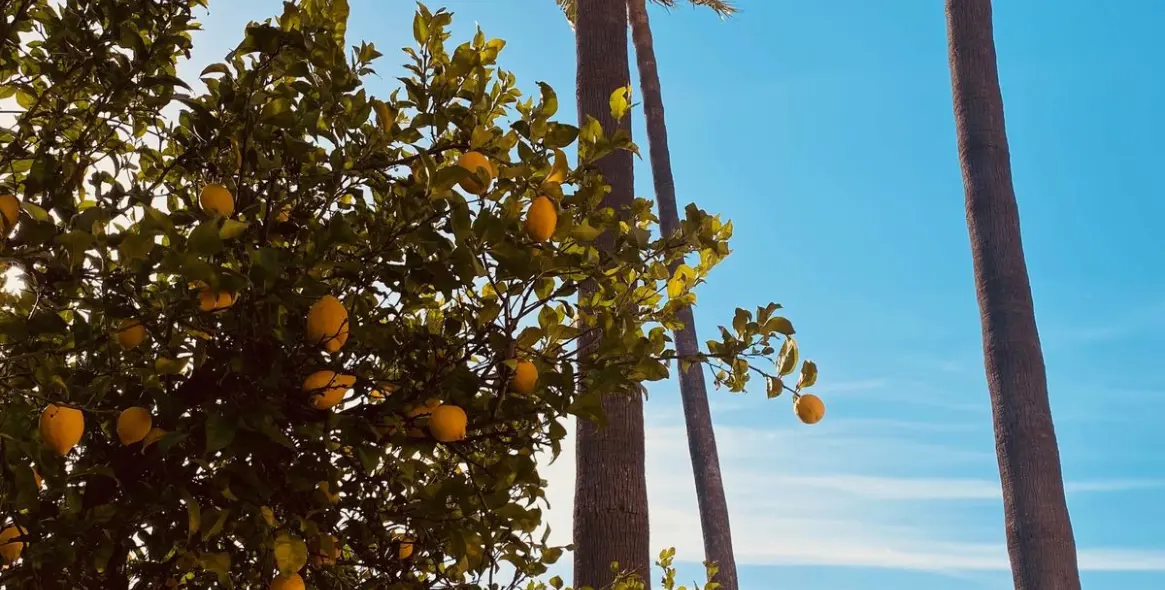 Short-term rent of detached villa in Elviria 6