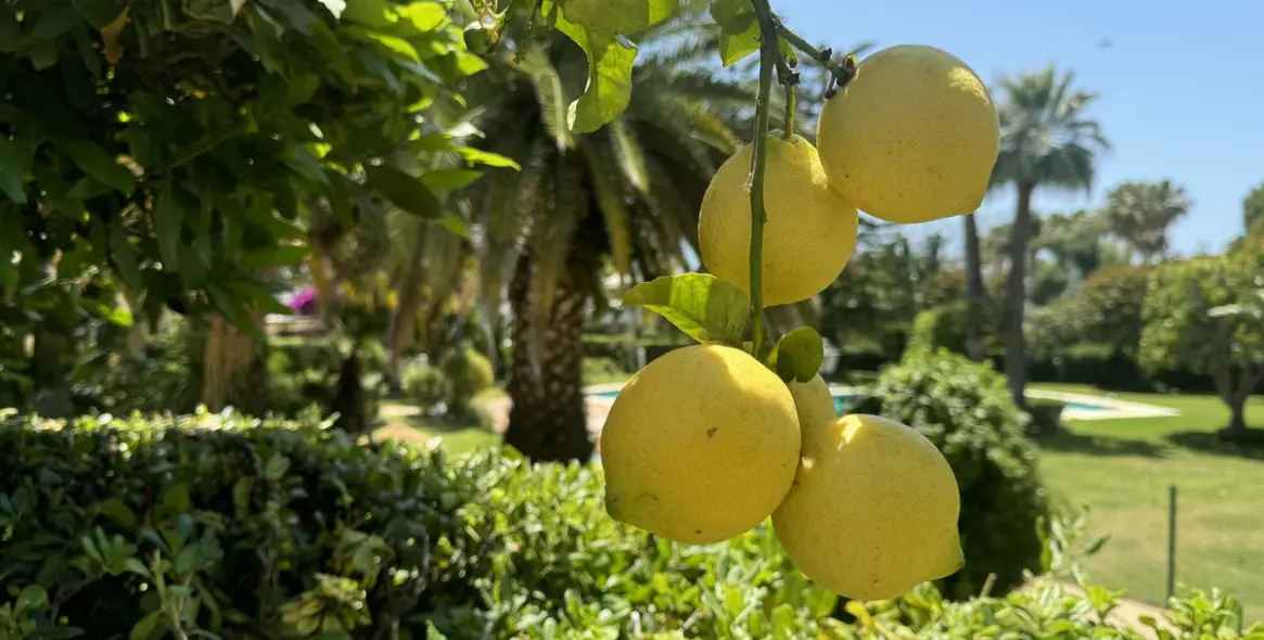 Краткосрочная аренда таунхауса в Bahía de Marbella 19