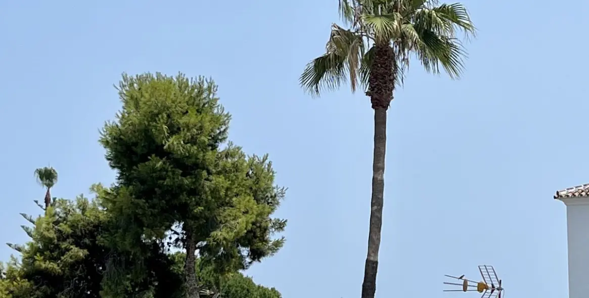 Short-term rent of detached villa in San Pedro de Alcántara 26