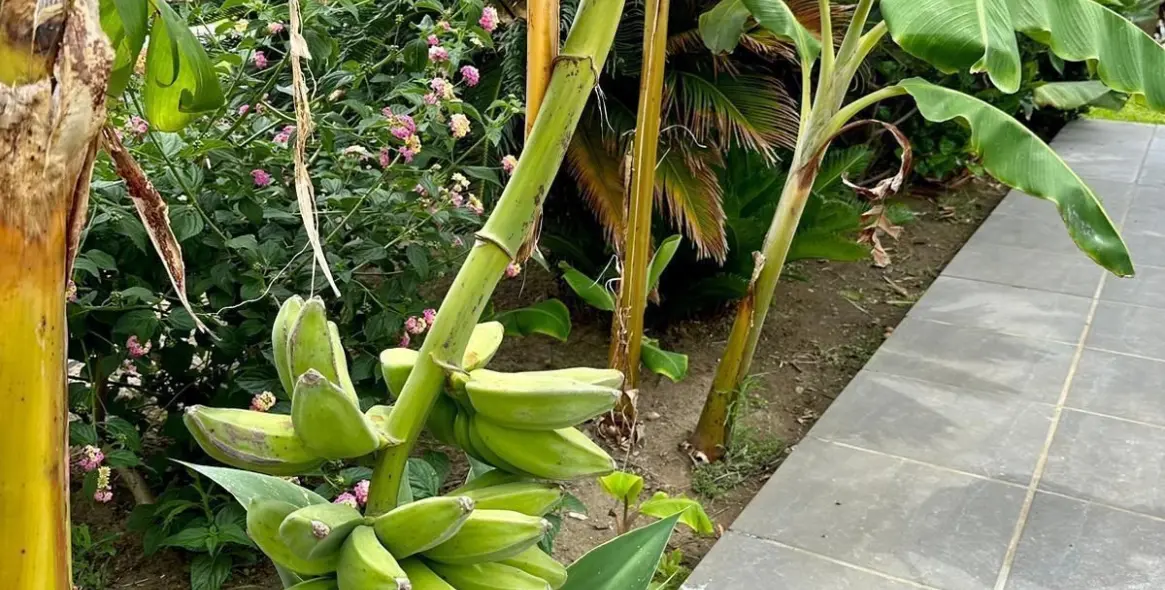 Краткосрочная аренда  отдельно стоящей виллы в Estepona 27