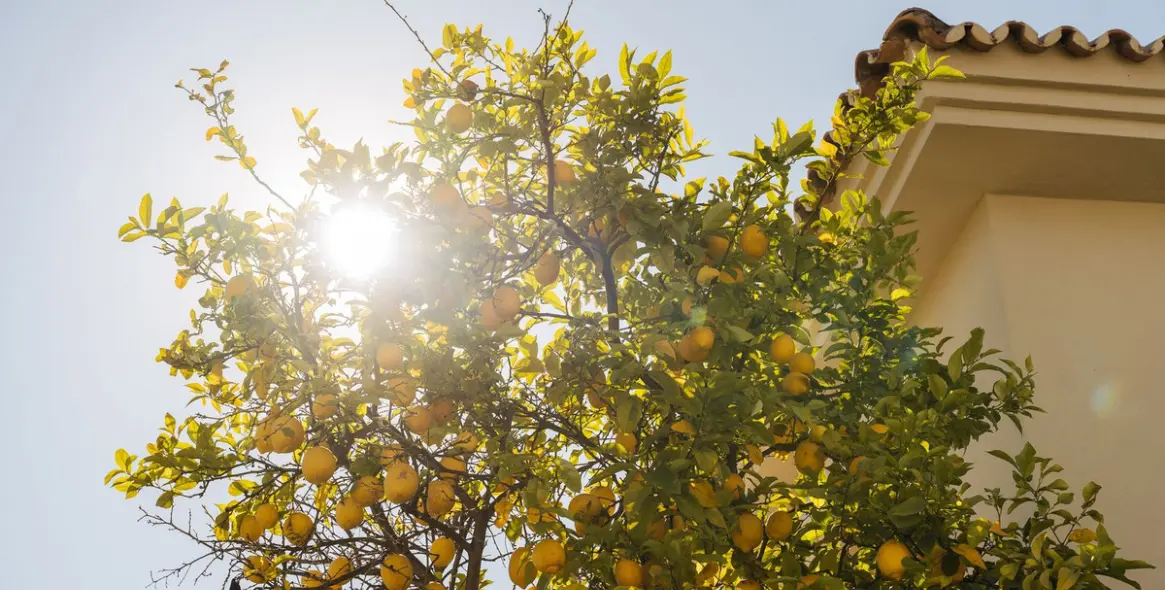 Краткосрочная аренда  отдельно стоящей виллы в Marbella 29