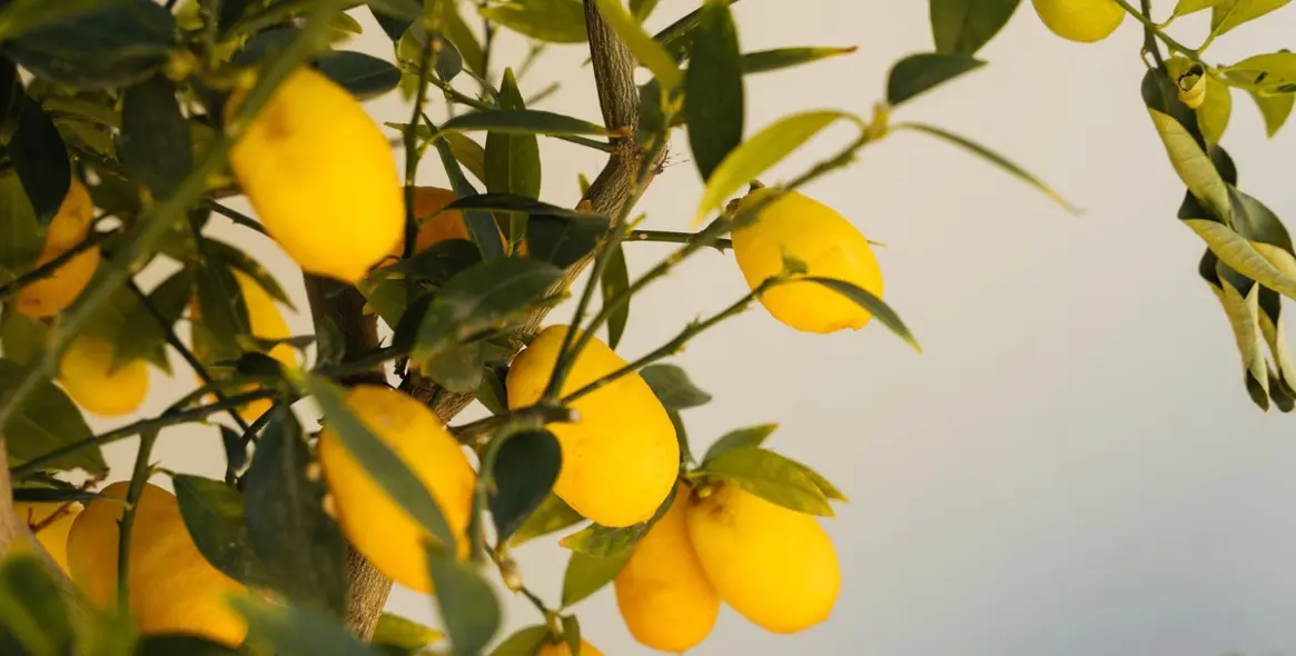 Краткосрочная аренда  отдельно стоящей виллы в Marbella 37