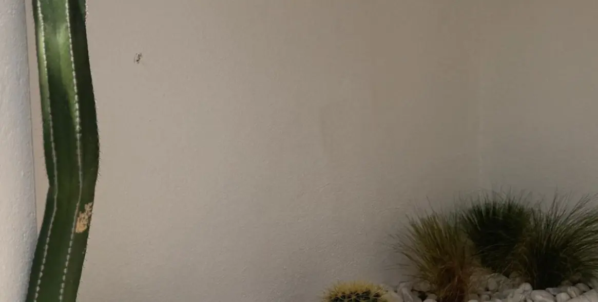 Alquiler a largo plazo de apartamento en planta baja en Marbella 12