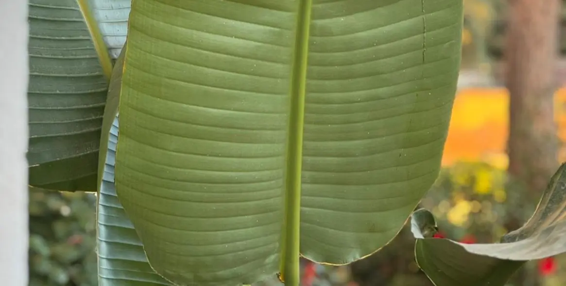 Alquiler a largo plazo de apartamento en planta baja en Marbella 14