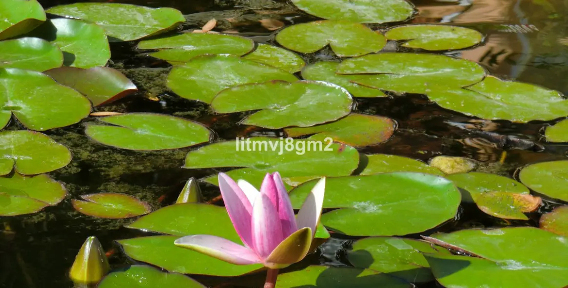 Краткосрочная аренда таунхауса в Calahonda 48