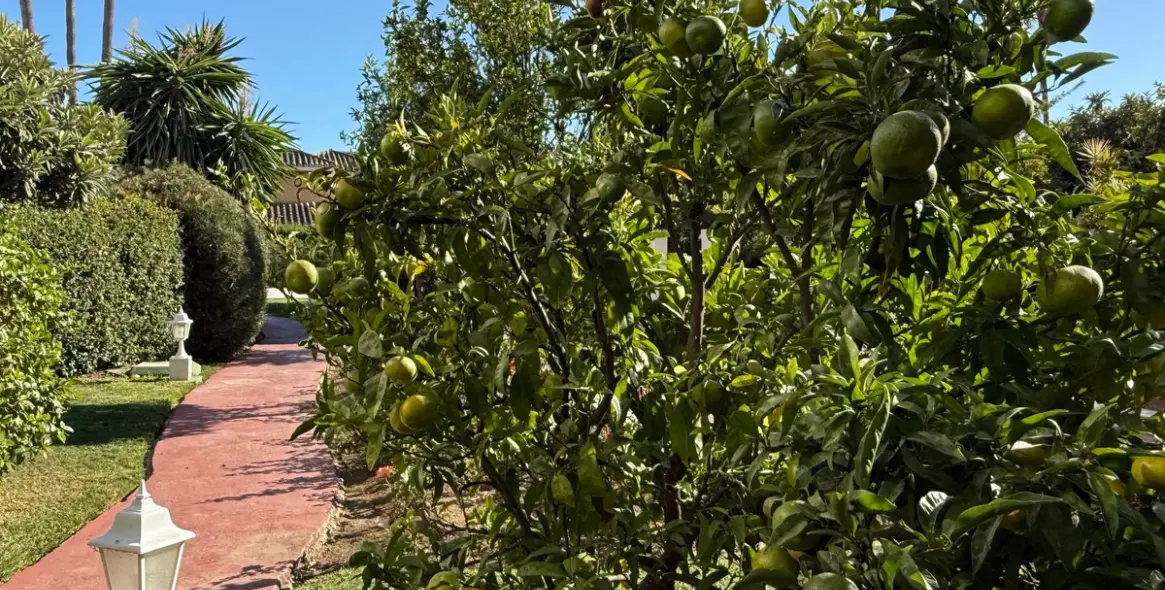 Long-term rent of ground floor apartment in Estepona 9