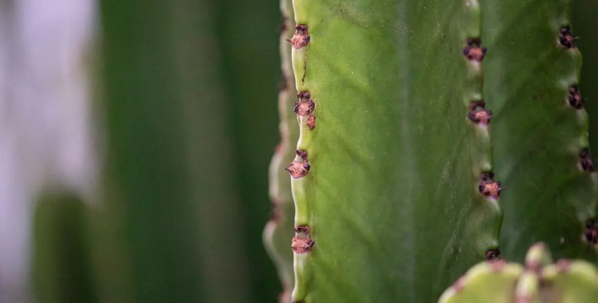 Short-term rent of detached villa in Puerto Banús 32