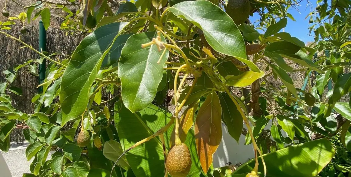 Краткосрочная аренда  отдельно стоящей виллы в Calahonda 63