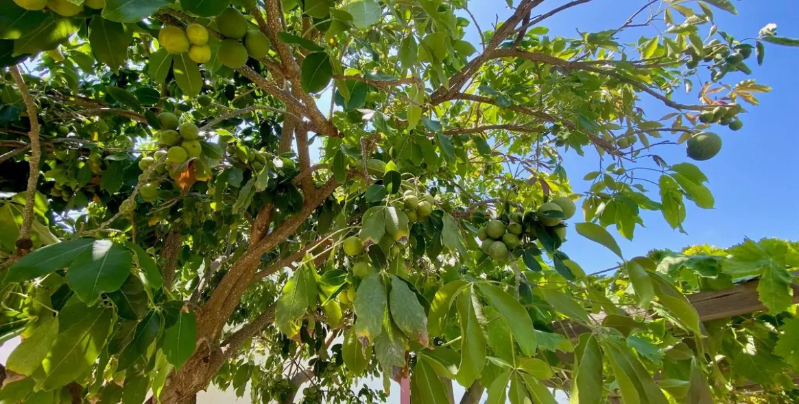 Краткосрочная аренда  отдельно стоящей виллы в Calahonda 65