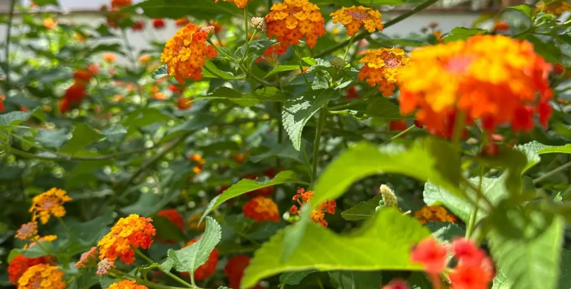 Долгосрочная аренда апартаментов на среднем этаже в Guadalmina Baja 33