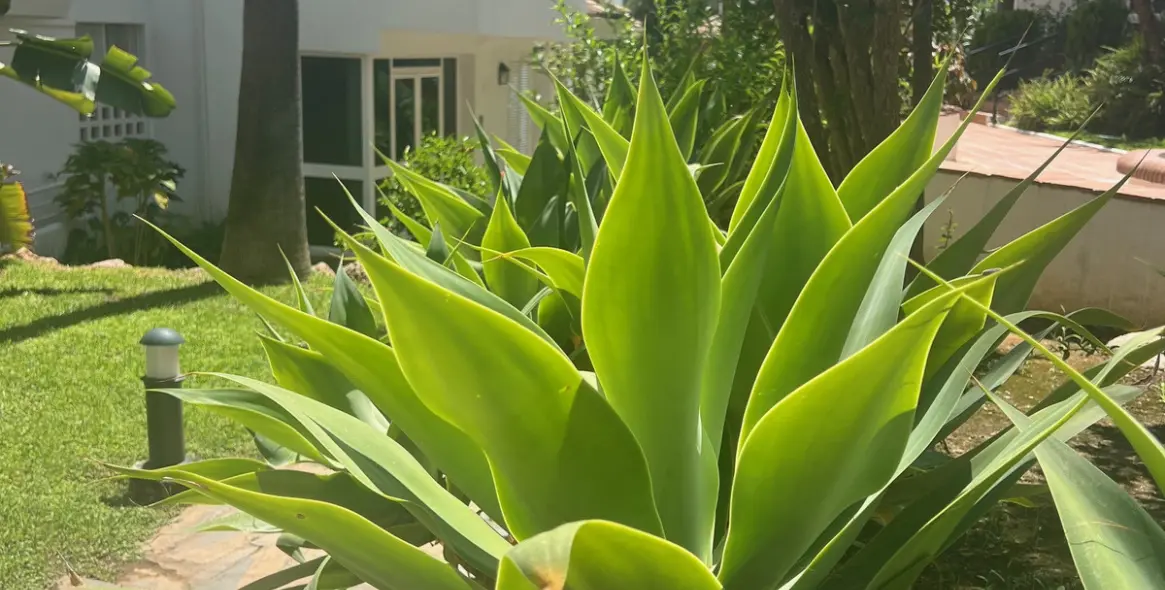 Долгосрочная аренда апартаментов на среднем этаже в Guadalmina Baja 38