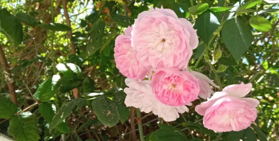 Долгосрочная аренда  отдельно стоящей виллы в Río Real 3