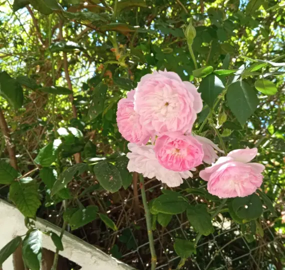 Long-term rent of detached villa in Río Real