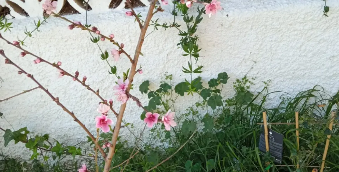 Долгосрочная аренда  отдельно стоящей виллы в Río Real 6