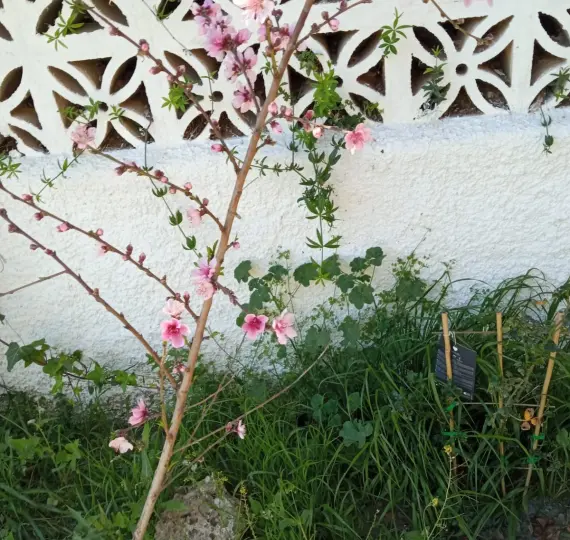 Long-term rent of detached villa in Río Real