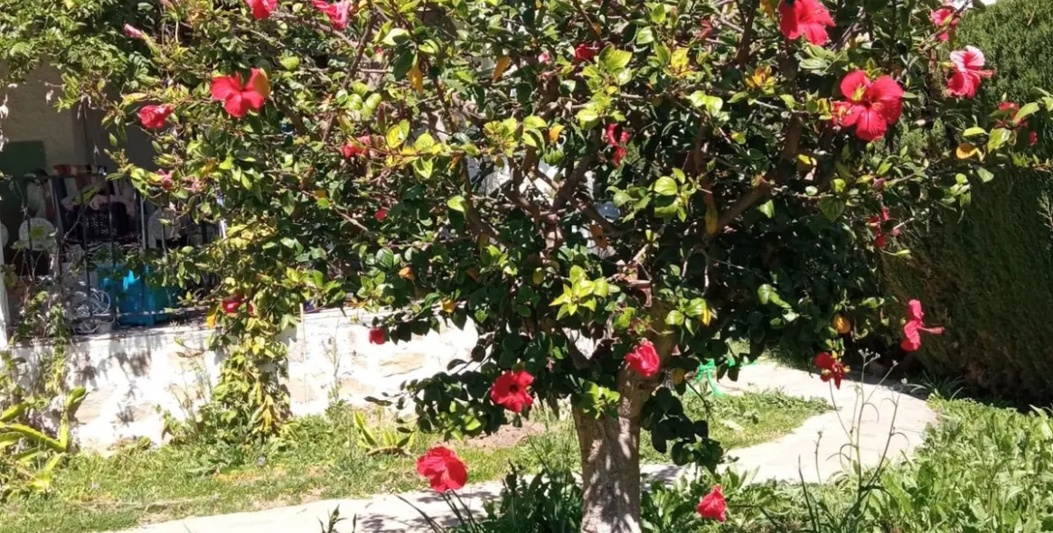 Долгосрочная аренда  отдельно стоящей виллы в Río Real 8