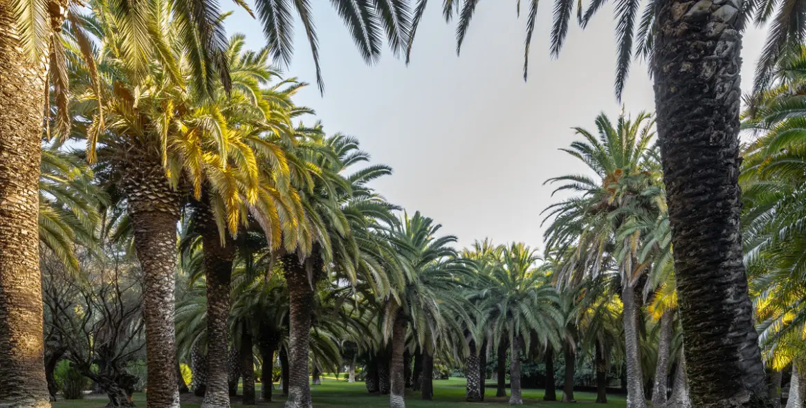 Short-term rent of detached villa in The Golden Mile 18