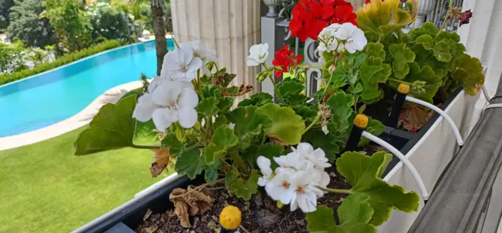 Long-term rent of detached villa in Marbella 4