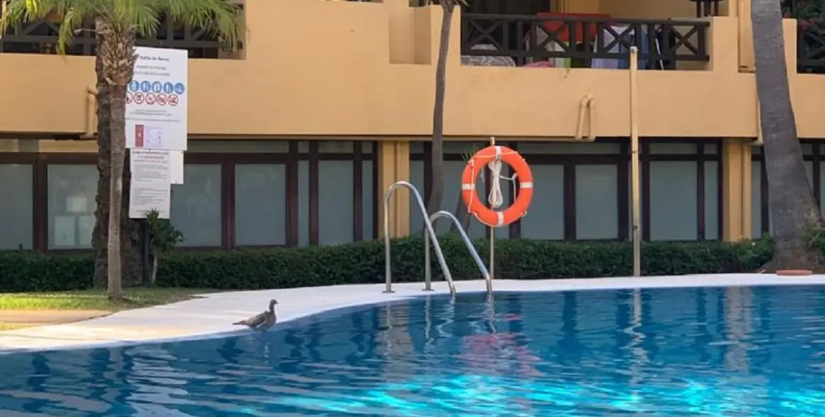 Short-term rent of penthouse duplex in Puerto Banús 19