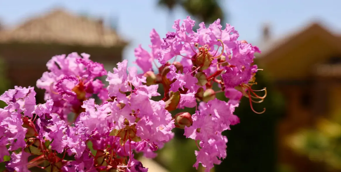 Long-term rent of detached villa in The Golden Mile 18