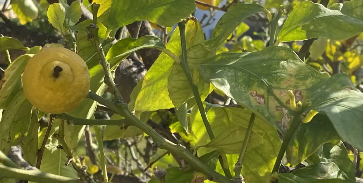 Продажа  отдельно стоящей виллы в Mijas Golf 57