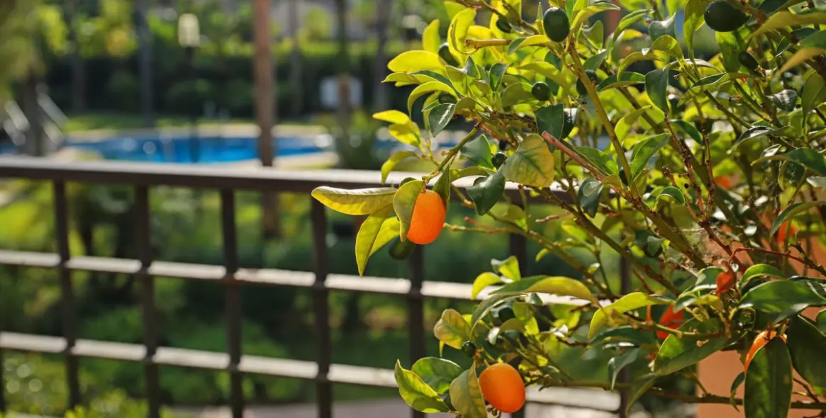 Short-term rent of middle floor apartment in Puerto Banús 17