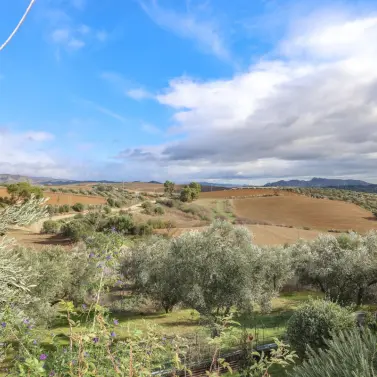 Sale of detached villa in Coín