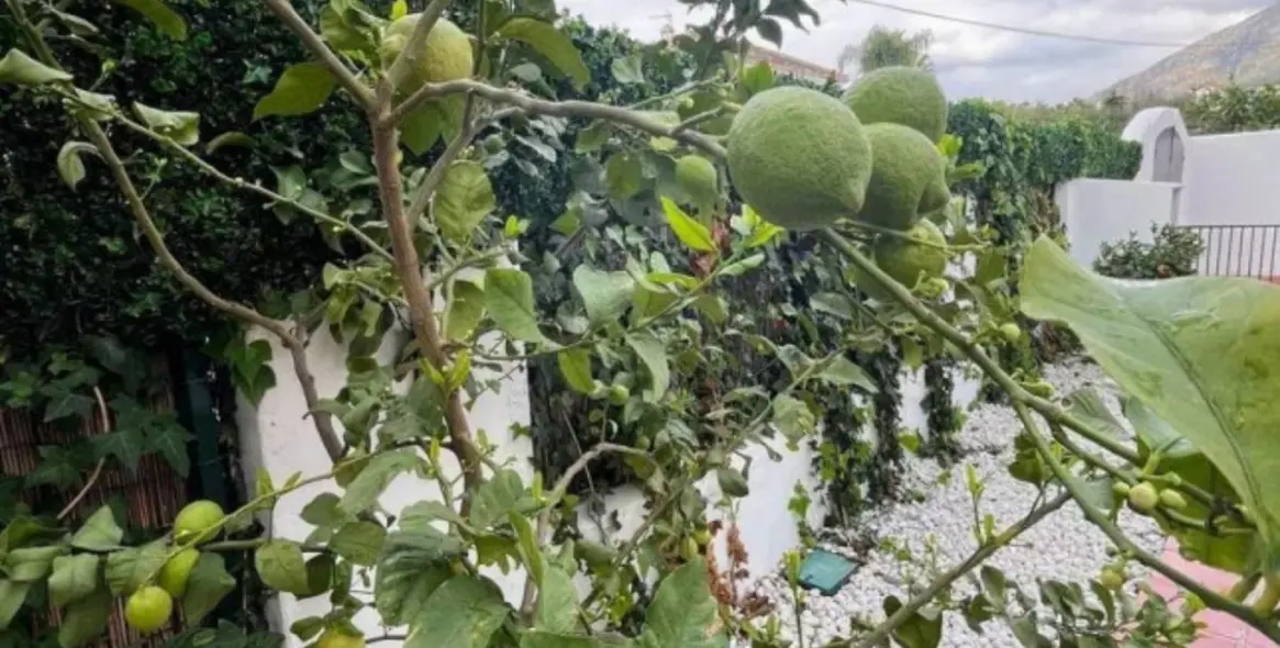 Продажа  отдельно стоящей виллы в Marbella (район Marbella) 6