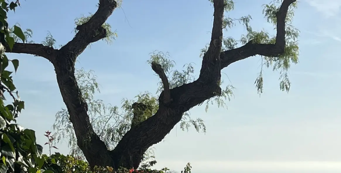 Sale of finca - cortijo in Mijas 10