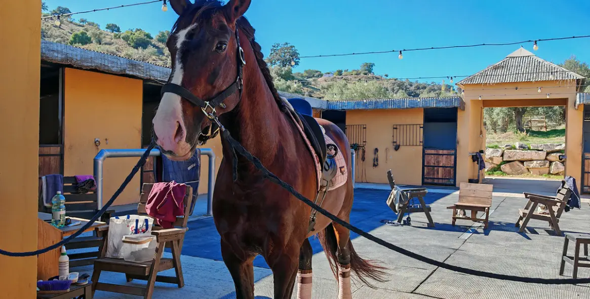 Venta de finca - cortijo en Coín 5