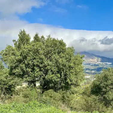 Продажа  жилого участка в La Cala